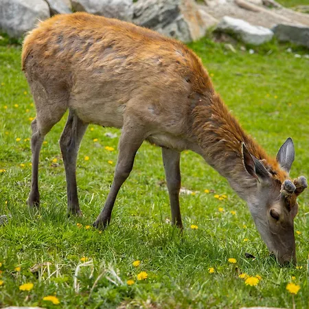 Apartment Lesy A Luky - V Srdci Tatier